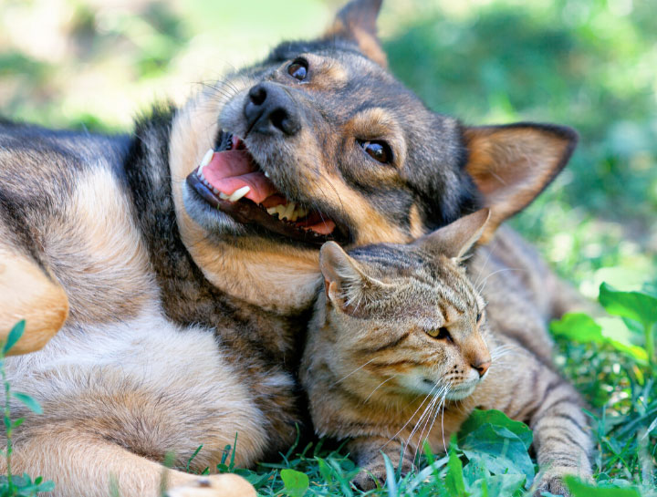 Amsterdam Cat and Dog Exams